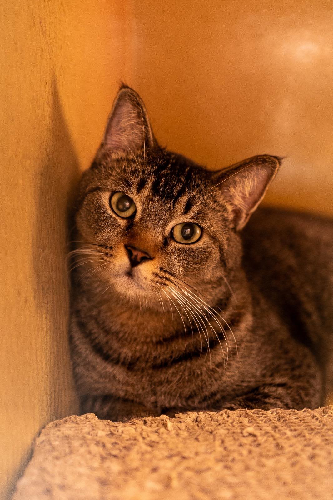 Prince Kong, an adoptable Tabby, Manx in Miami, FL, 33173 | Photo Image 1