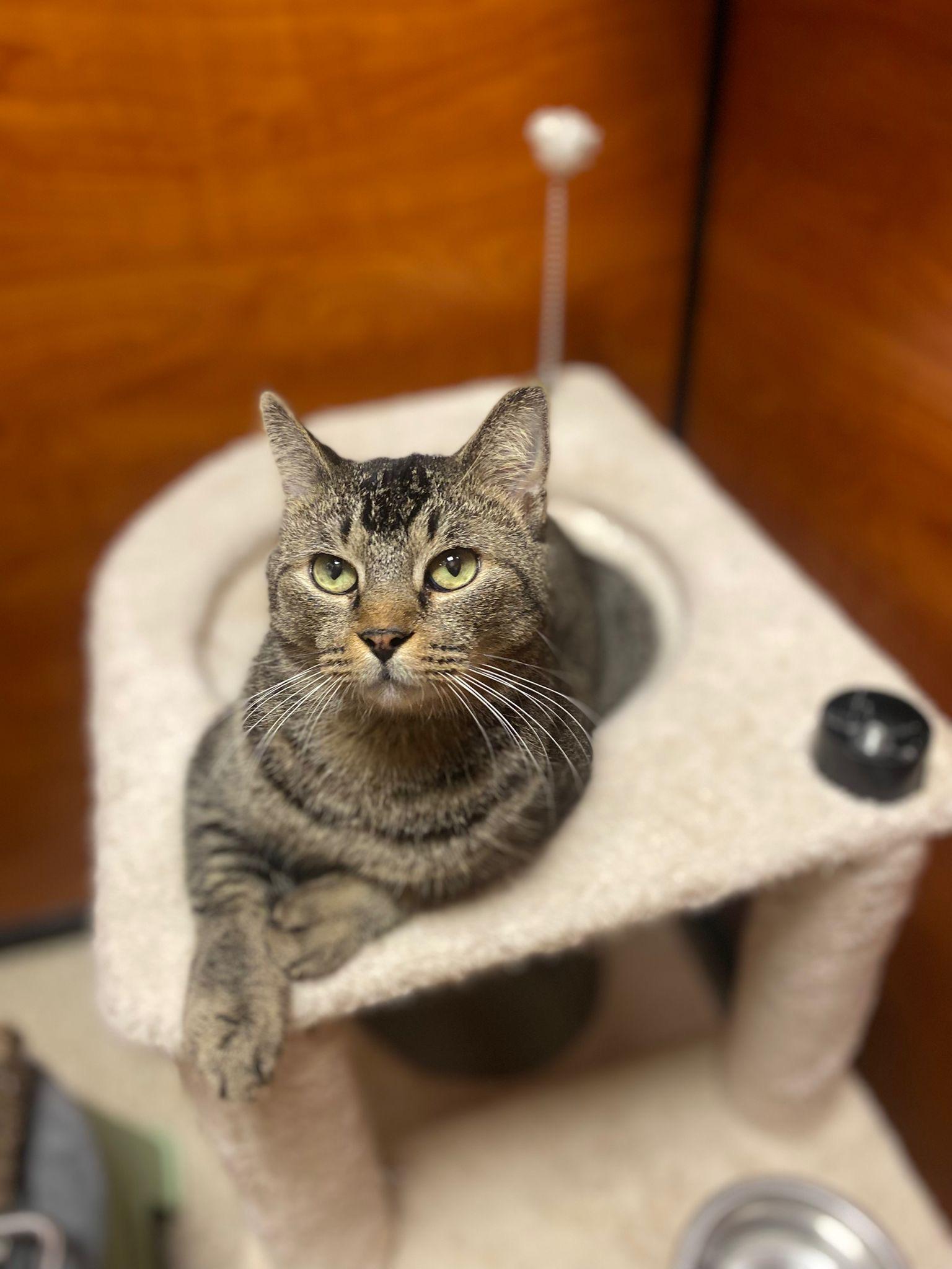 Prince Kong, an adoptable Tabby, Manx in Miami, FL, 33173 | Photo Image 4