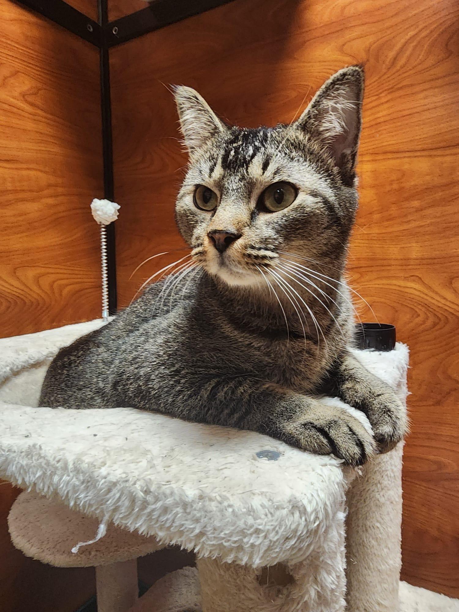 Prince Kong, an adoptable Tabby, Manx in Miami, FL, 33173 | Photo Image 5