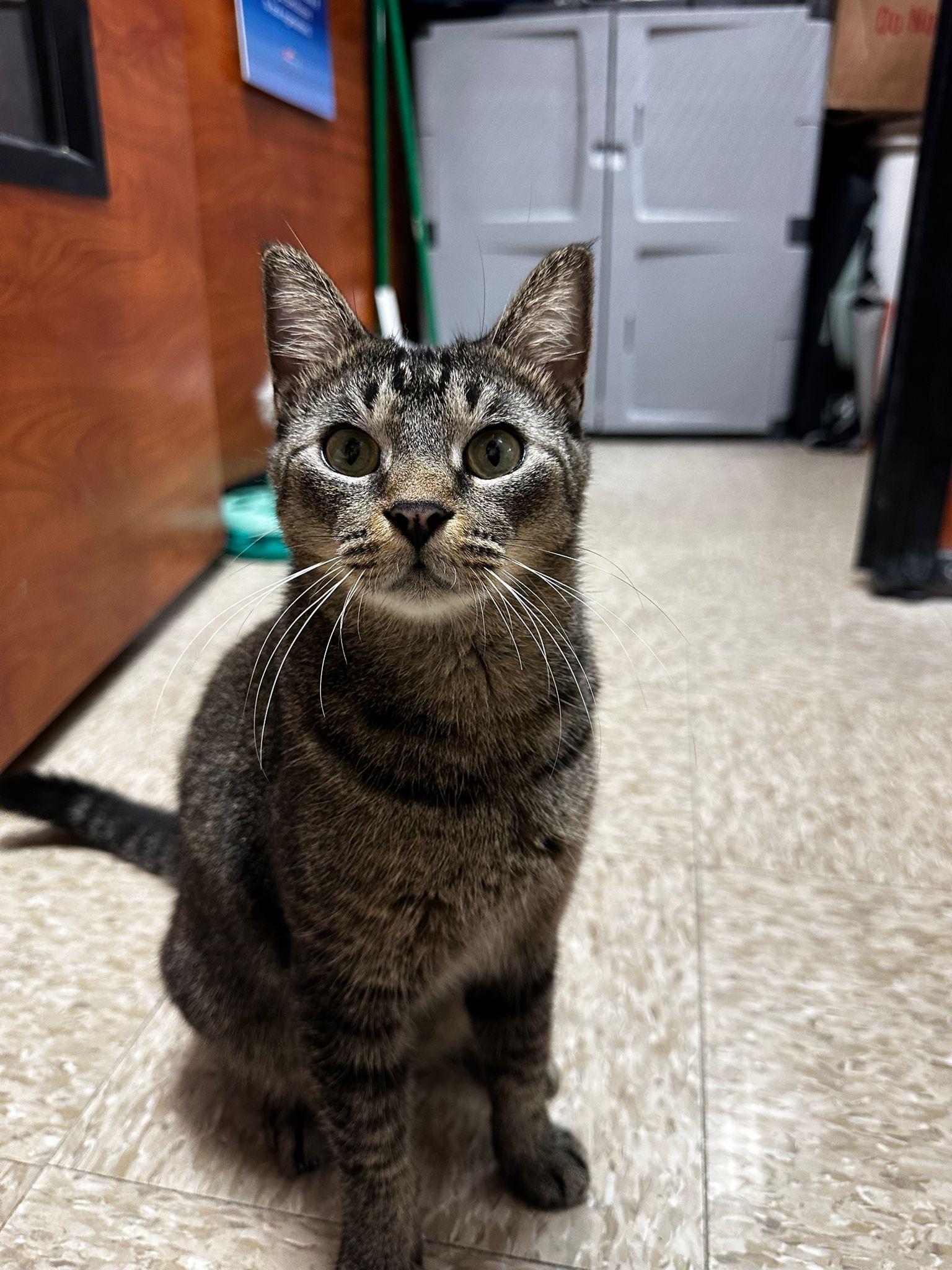 Prince Kong, an adoptable Tabby, Manx in Miami, FL, 33173 | Photo Image 3