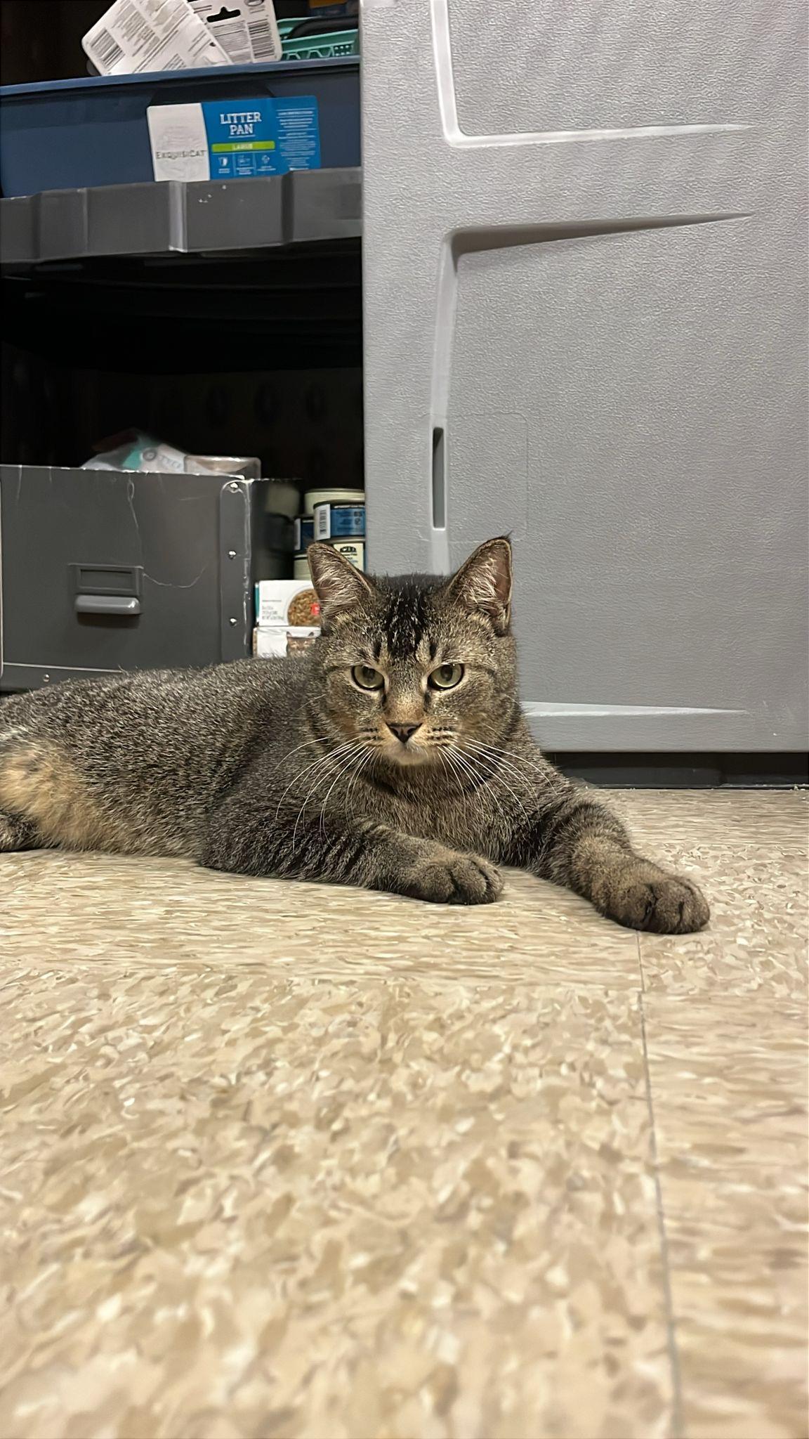 Prince Kong, an adoptable Tabby, Manx in Miami, FL, 33173 | Photo Image 2