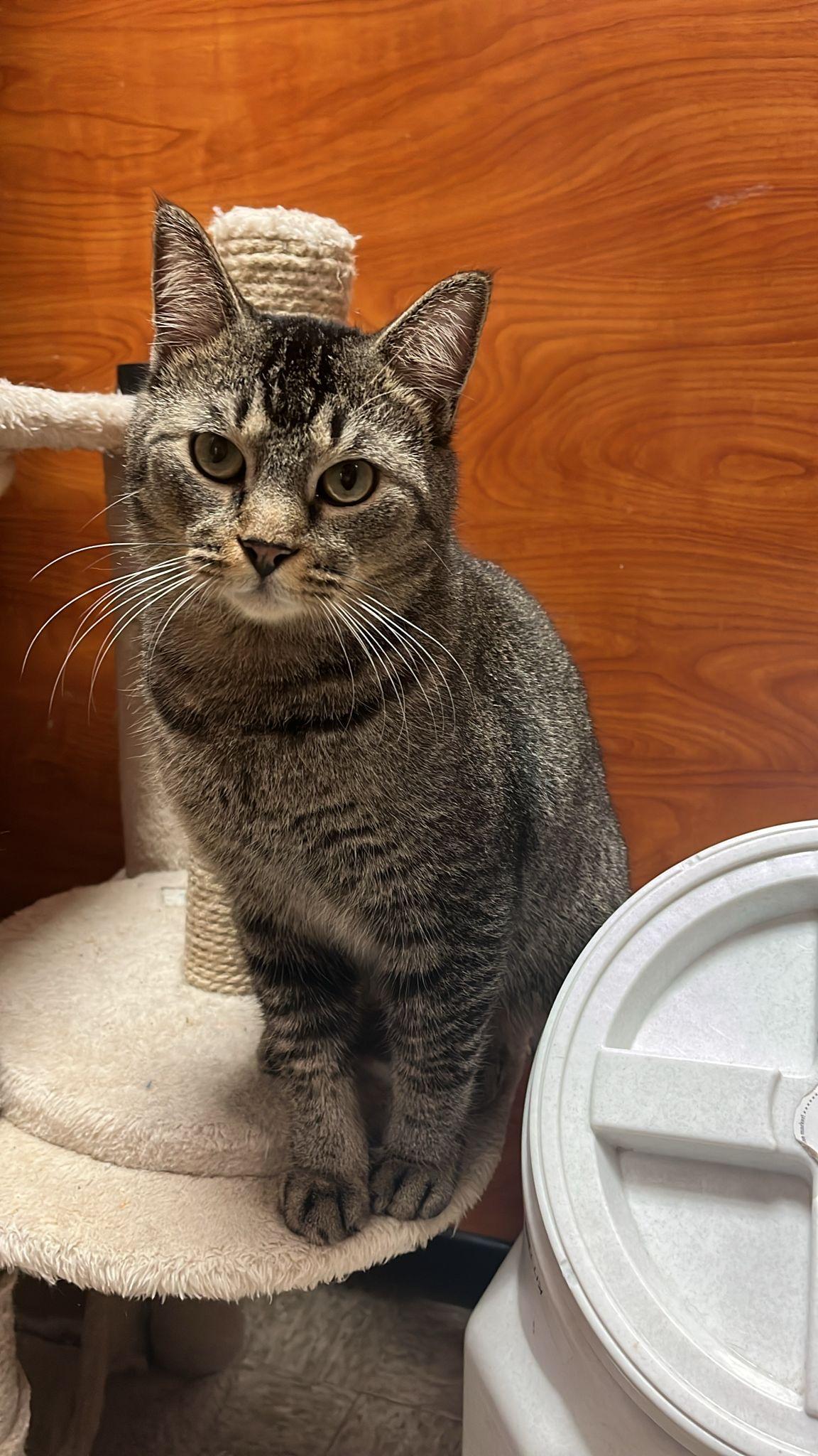 Prince Kong, an adoptable Tabby, Manx in Miami, FL, 33173 | Photo Image 3