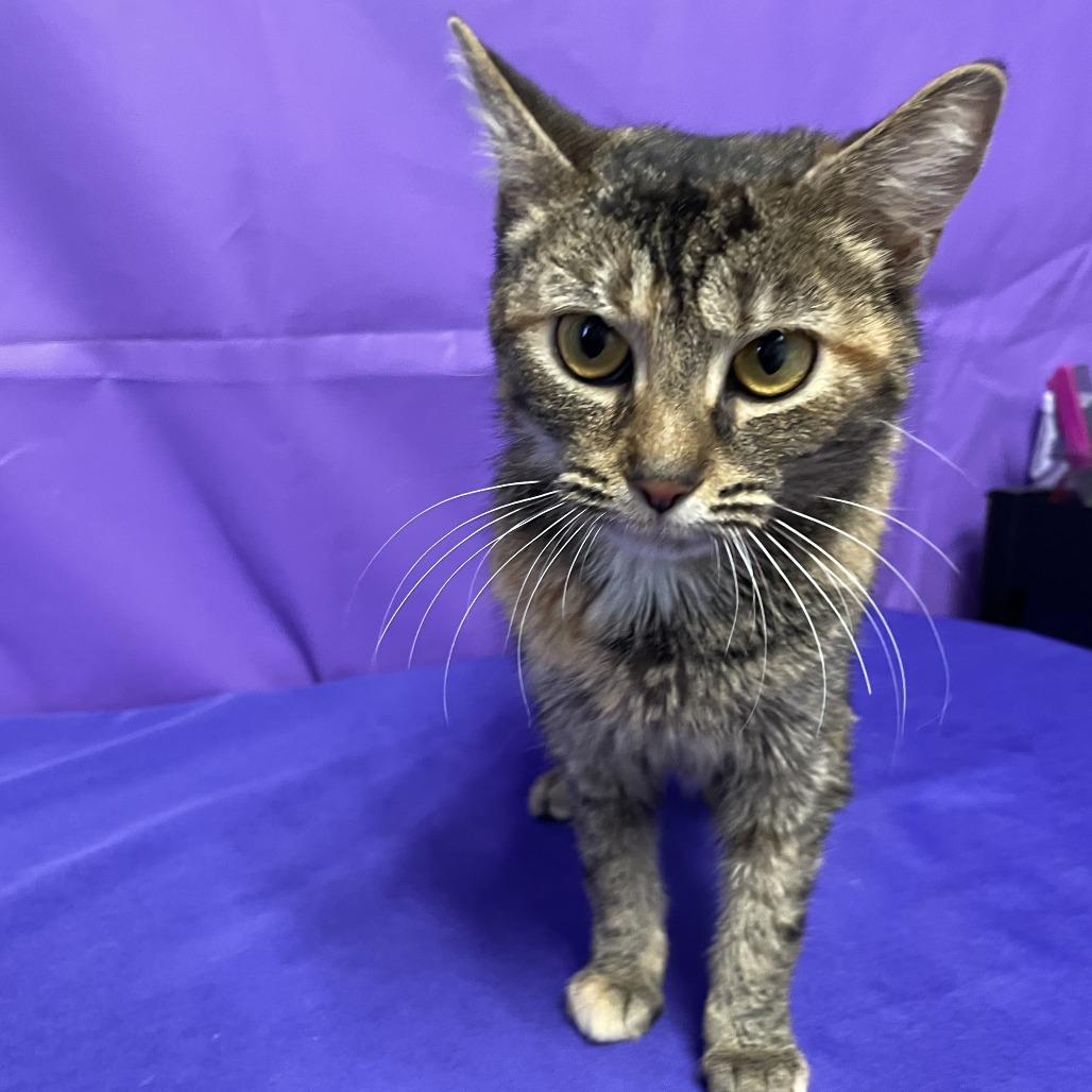 Bacardi, a Adoptable Domestic Short Hair in North Myrtle Beach, SC image 1/3