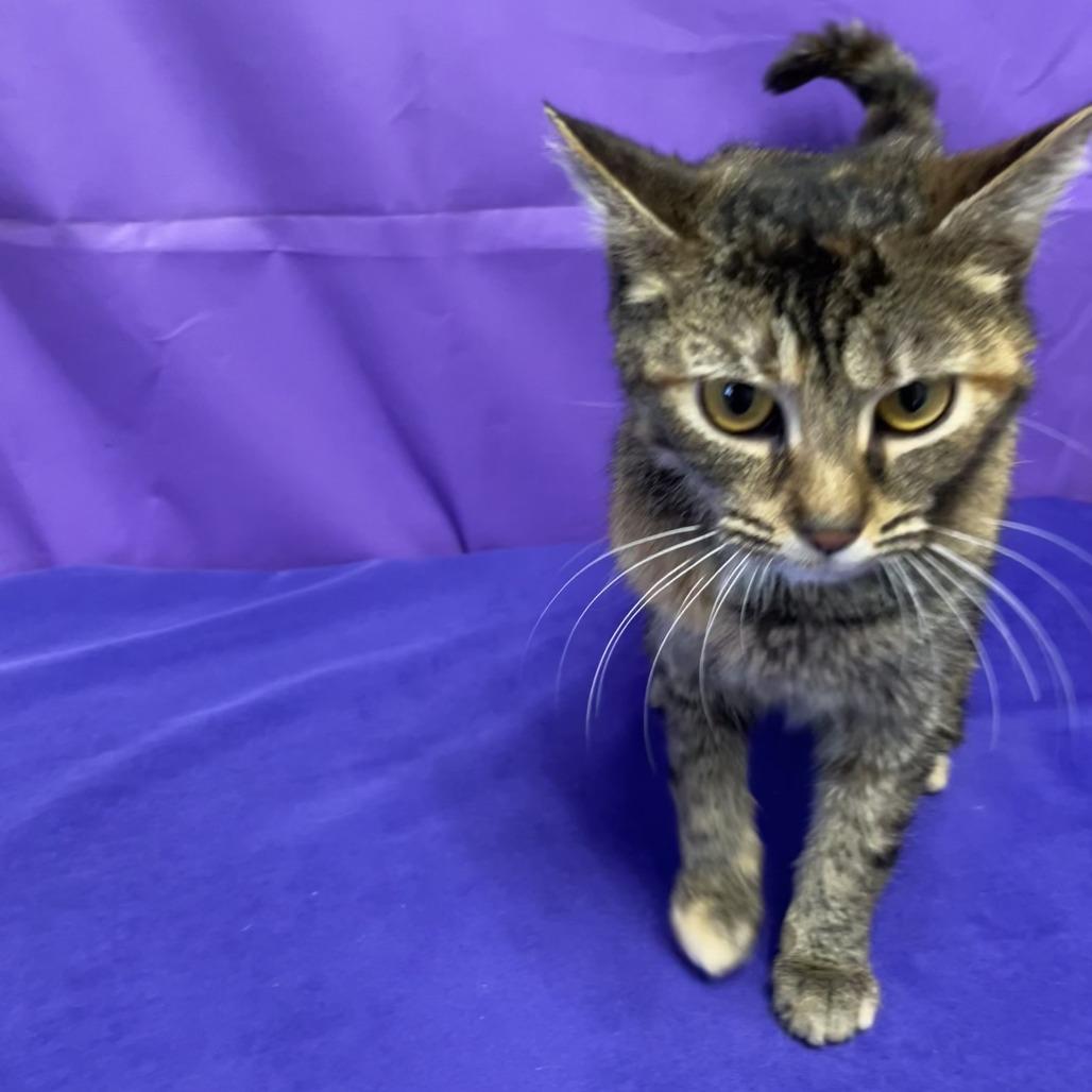 Bacardi, a Adoptable Domestic Short Hair in North Myrtle Beach, SC image 2/3