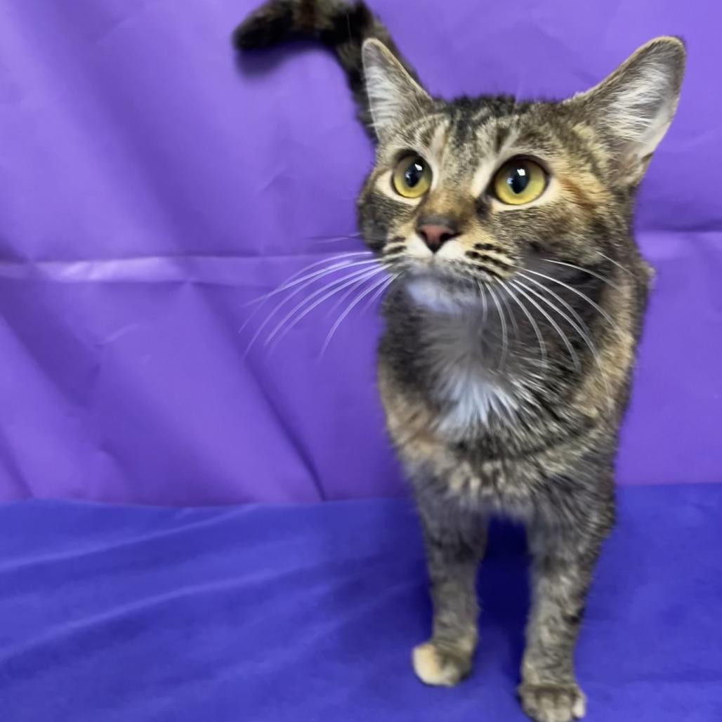 Bacardi, a Adoptable Domestic Short Hair in North Myrtle Beach, SC image 3/3