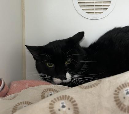 Enlarge Freddy, a Adoptable Domestic Short Hair in Reisterstown, MD image 2/2