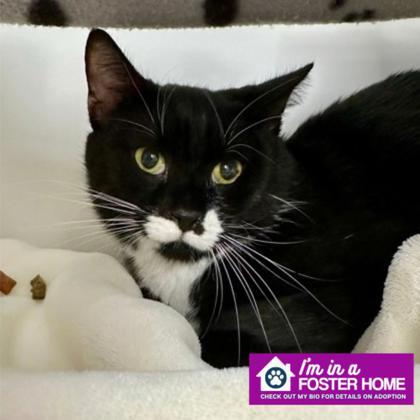 Freddy, Adoptable, Senior Male Domestic Short Hair.
