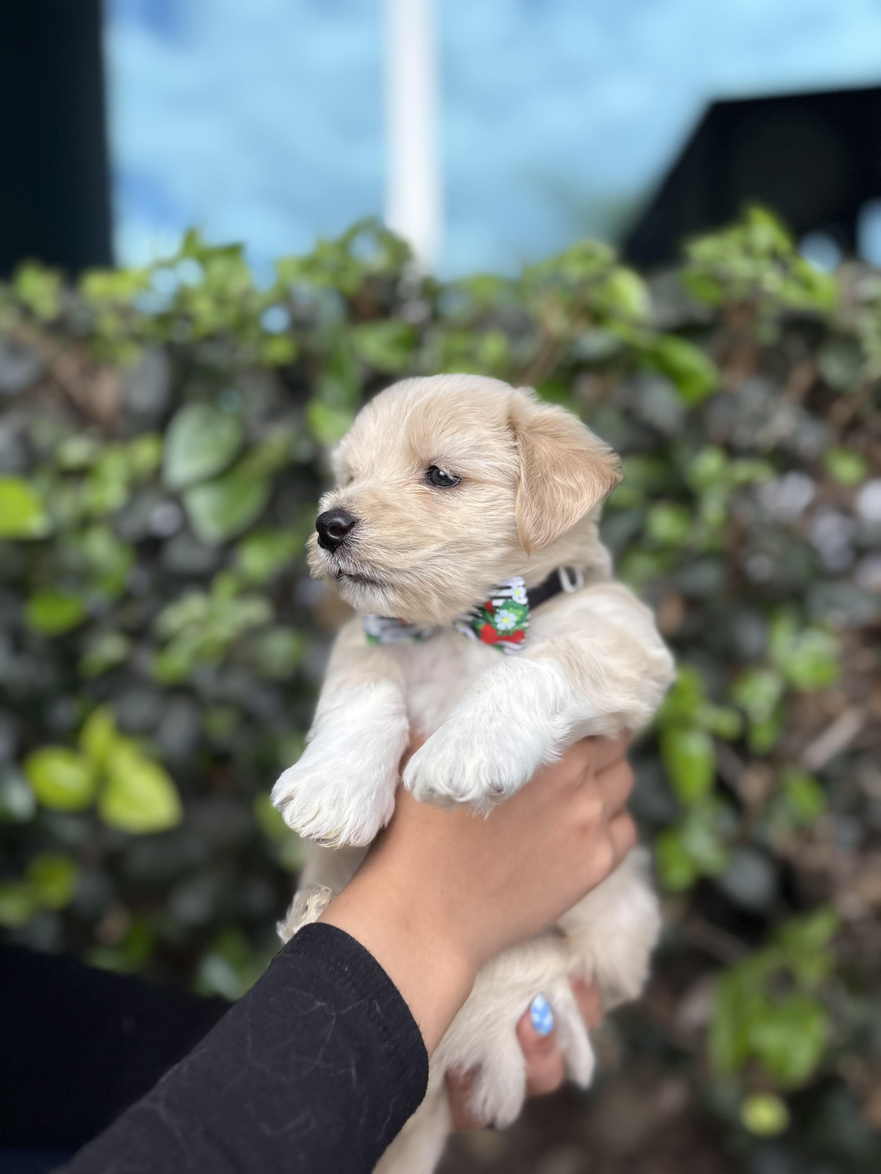 Paul, ADOPTABLE, Puppy Male Poodle & German Shepherd Dog.