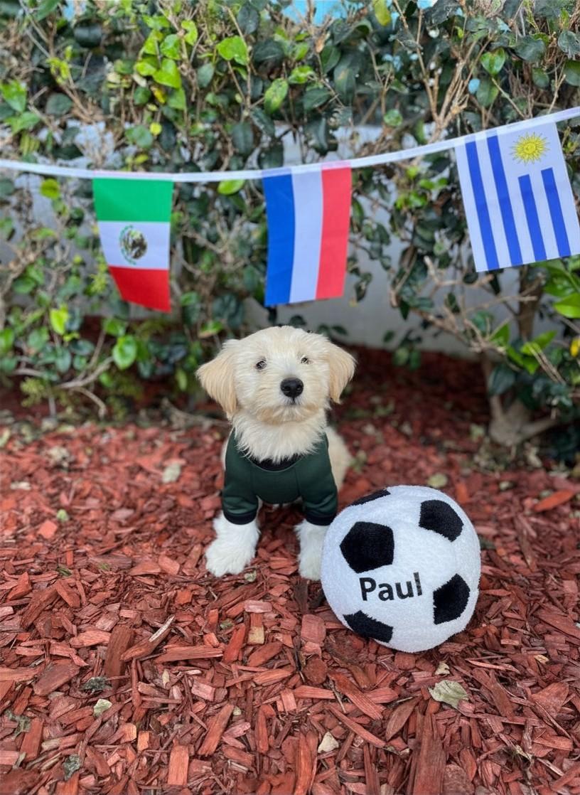 Paul, ADOPTABLE, Puppy Male Poodle & German Shepherd Dog.