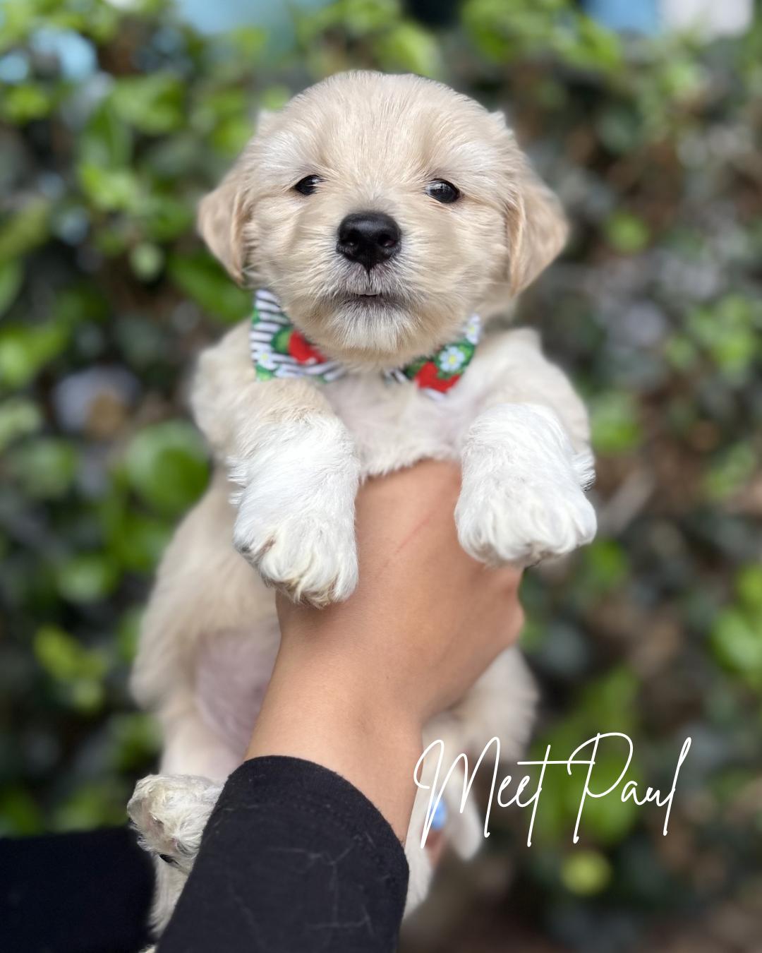Paul, ADOPTABLE, Puppy Male Poodle & German Shepherd Dog.