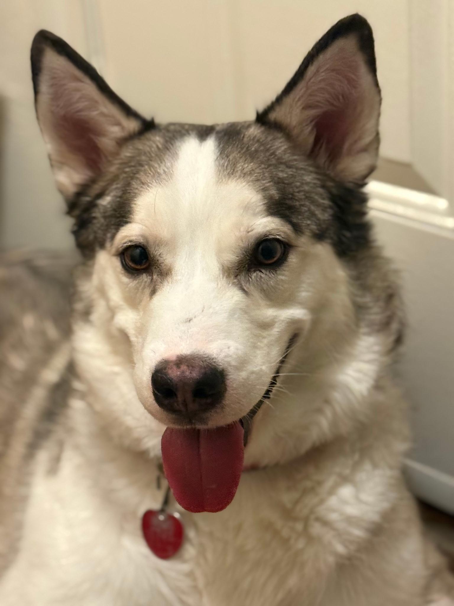Loki, Adoptable, Adult Male Husky.