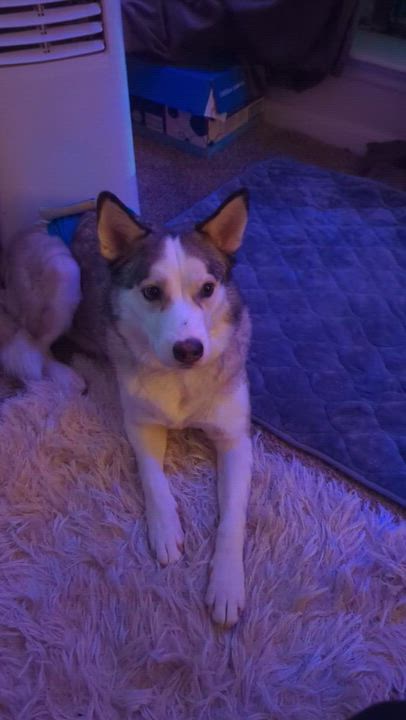 Enlarge Loki, a Adoptable mixed breed in Houston, TX video 4/4