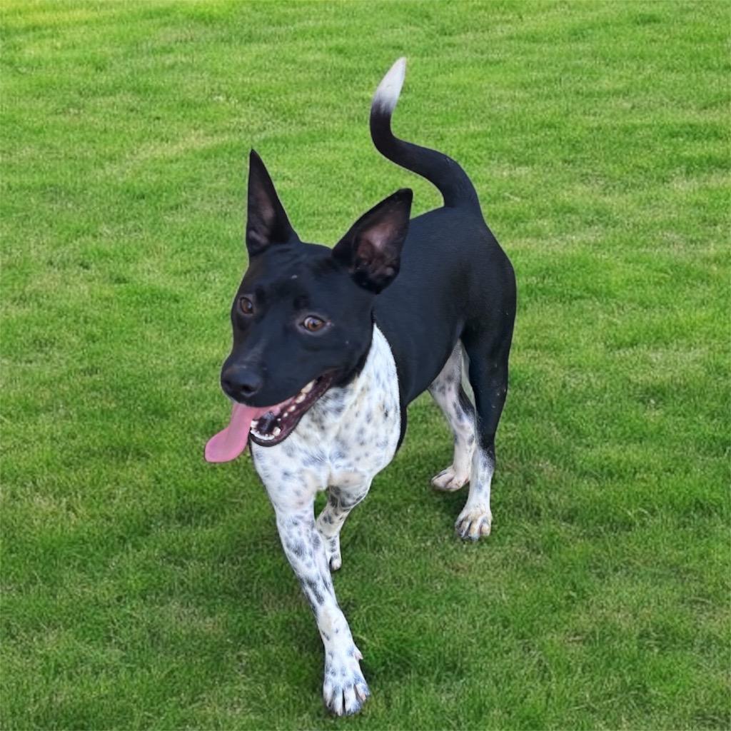 Enlarge Cutter, a Adopted Australian Kelpie in Pittsfield, IL image 1/1