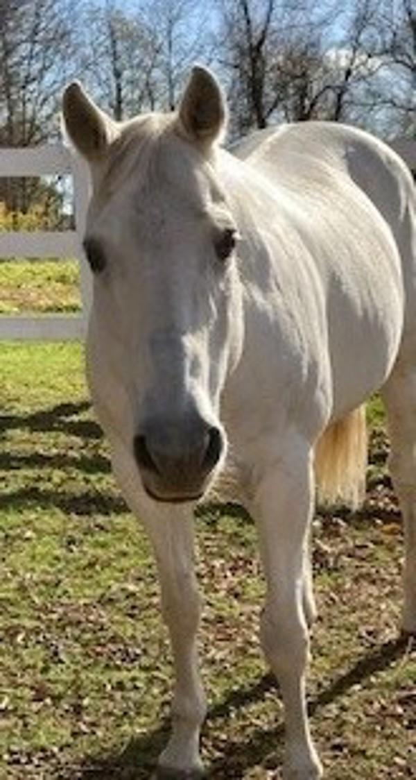 Enlarge Luna, a Adoptable mixed breed in Stratham, NH image 1/1
