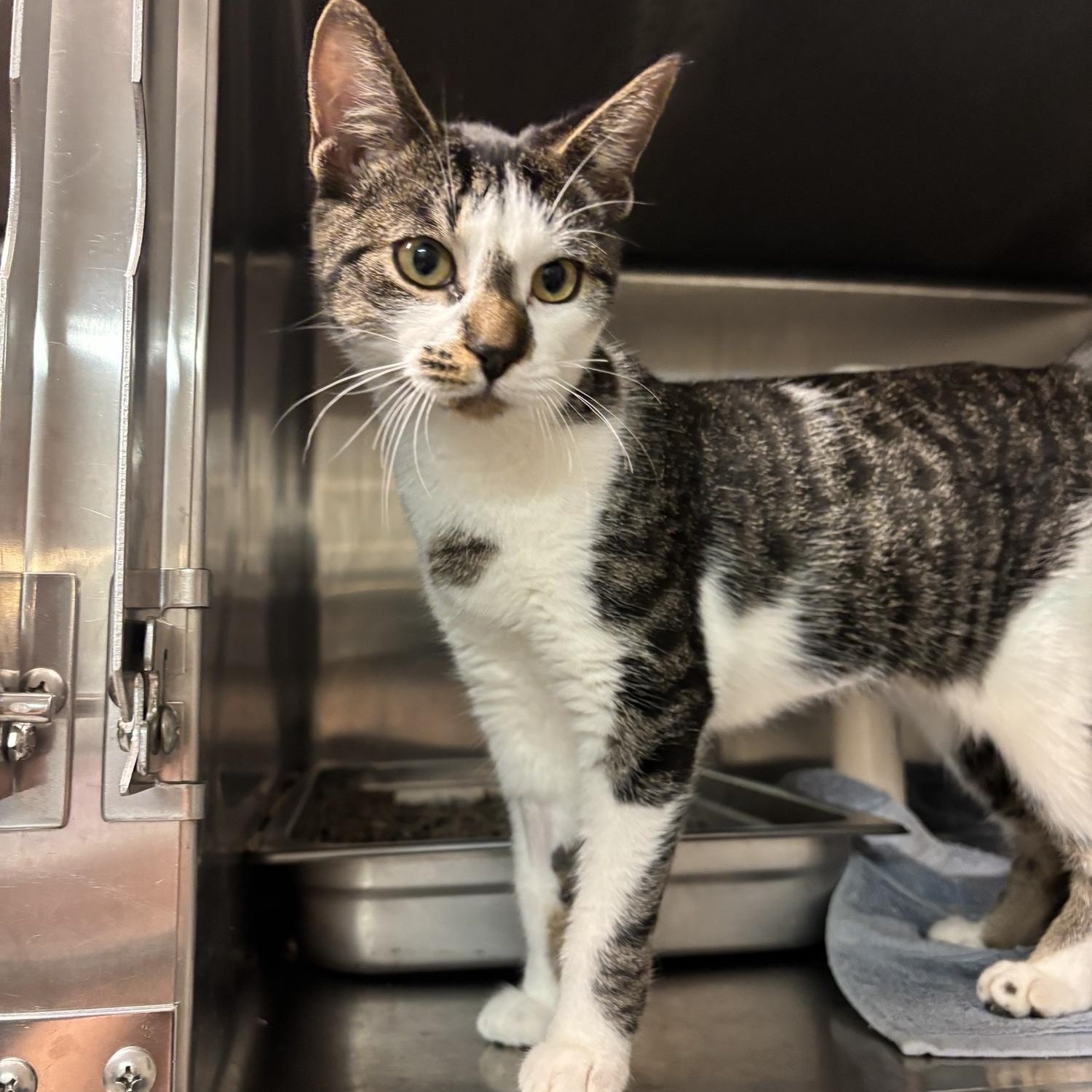 Honey Crisp CS-214/26, ADOPTABLE, Kitten Female Domestic Short Hair.