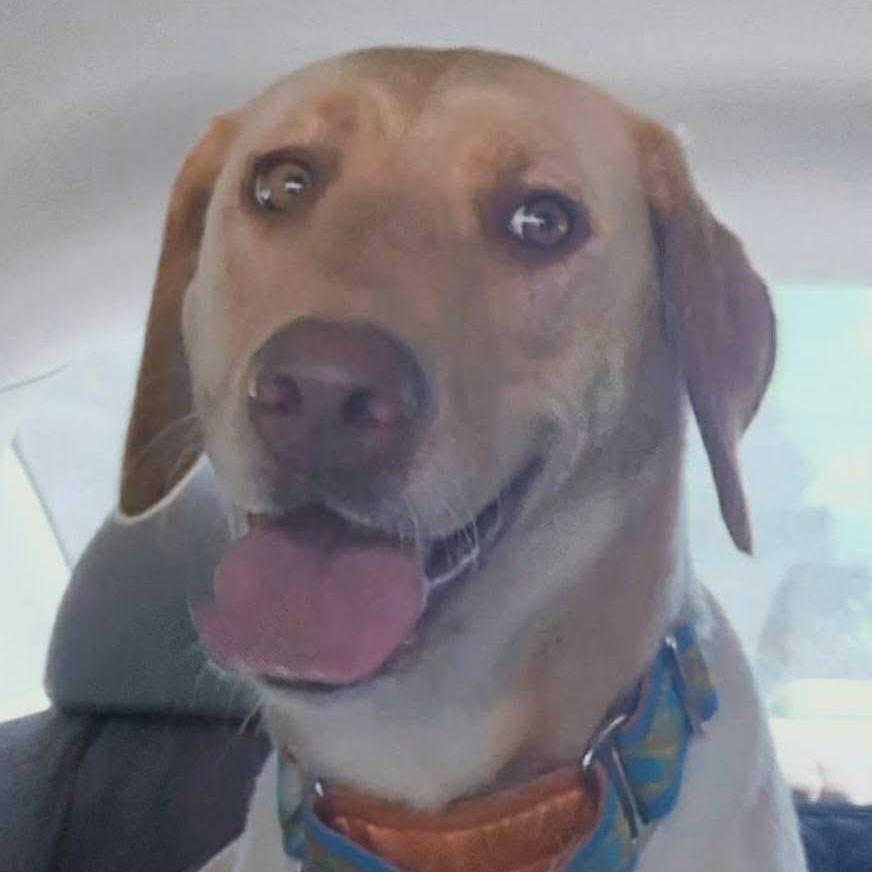 Shady, Adoptable, Adult Female Labrador Retriever.