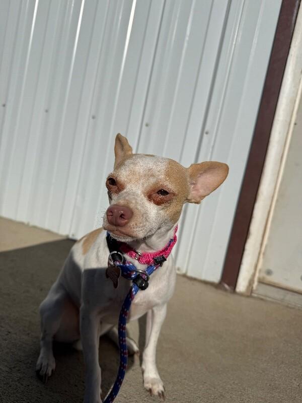 Lilac, a Adoptable mixed breed in Westminster, CO image 2/6