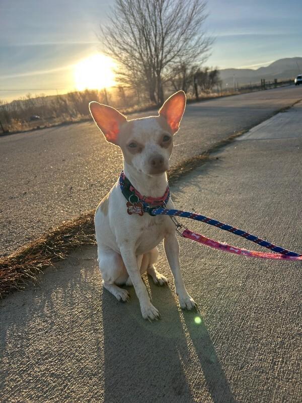 Lilac, a Adoptable mixed breed in Westminster, CO image 3/6