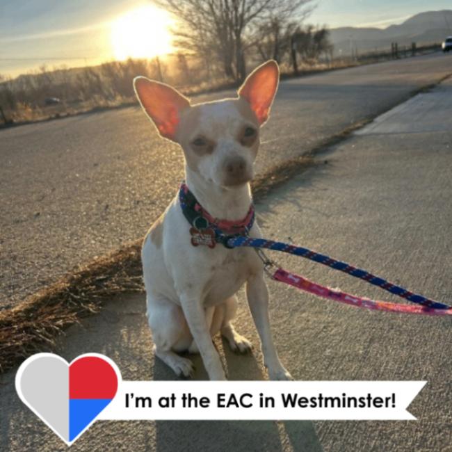 Lilac, a Adoptable mixed breed in Westminster, CO image 1/6