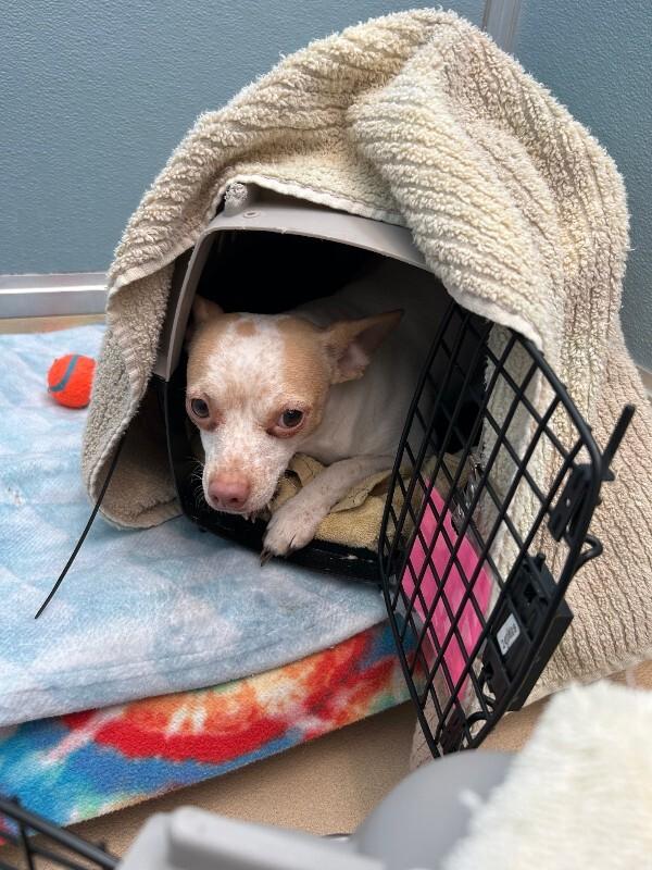 Lilac, a Adoptable mixed breed in Westminster, CO image 4/6