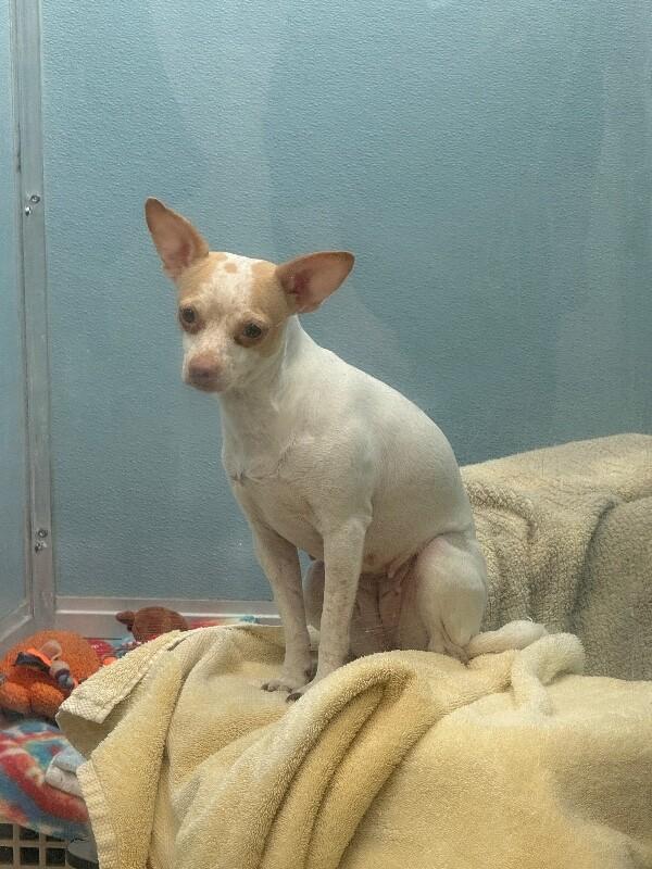 Lilac, a Adoptable mixed breed in Westminster, CO image 5/6