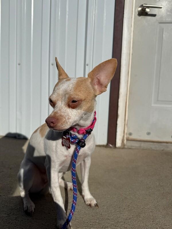 Lilac, a Adoptable mixed breed in Westminster, CO image 6/6