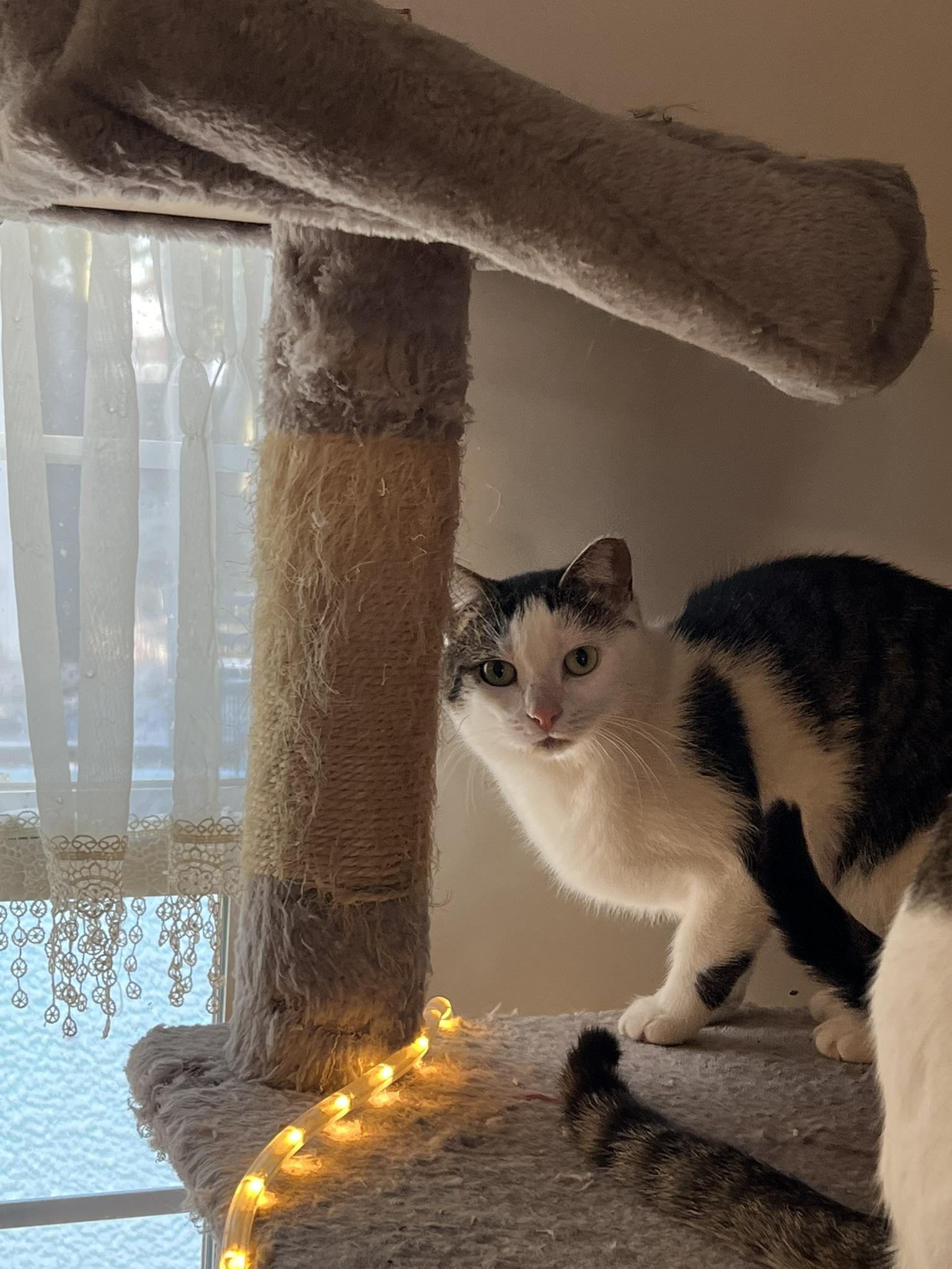 Enlarge Dora, a Adoptable Domestic Short Hair in Baltimore, MD image 1/1