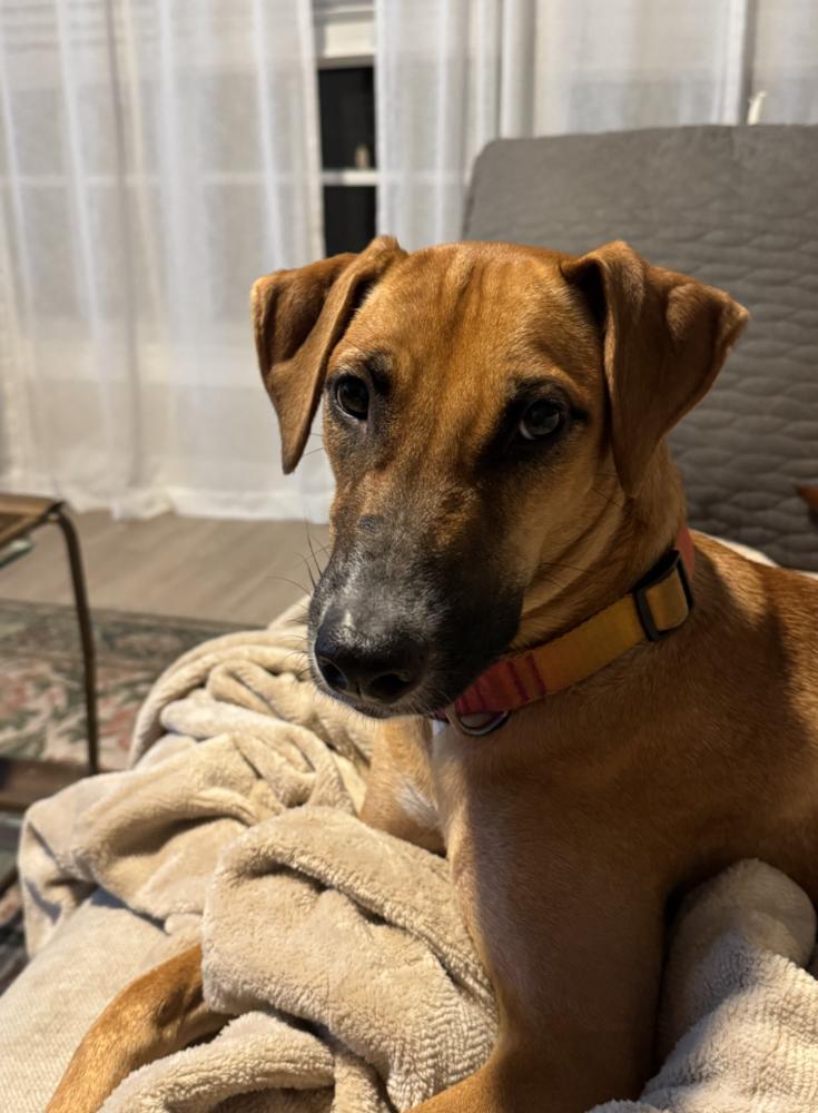 Enlarge Shiloh, a Adoptable mixed breed in St. Petersburg, FL image 2/6