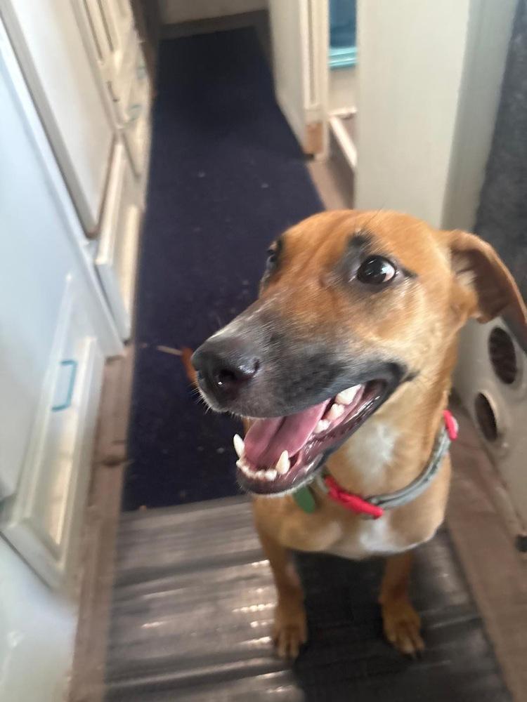 Enlarge Shiloh, a Adoptable mixed breed in St. Petersburg, FL image 3/6
