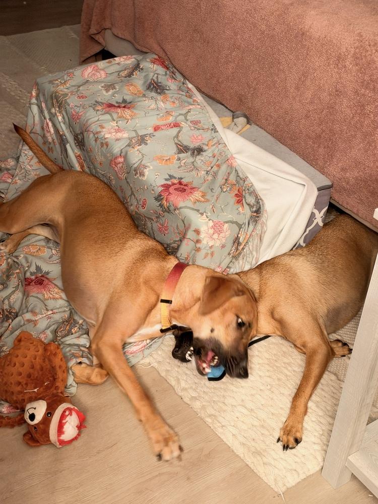 Enlarge Shiloh, a Adoptable mixed breed in St. Petersburg, FL image 4/6