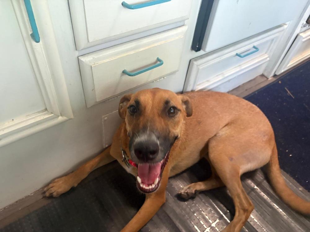 Enlarge Shiloh, a Adoptable mixed breed in St. Petersburg, FL image 5/6