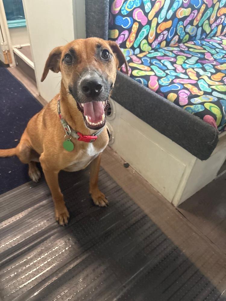 Enlarge Shiloh, a Adoptable mixed breed in St. Petersburg, FL image 6/6