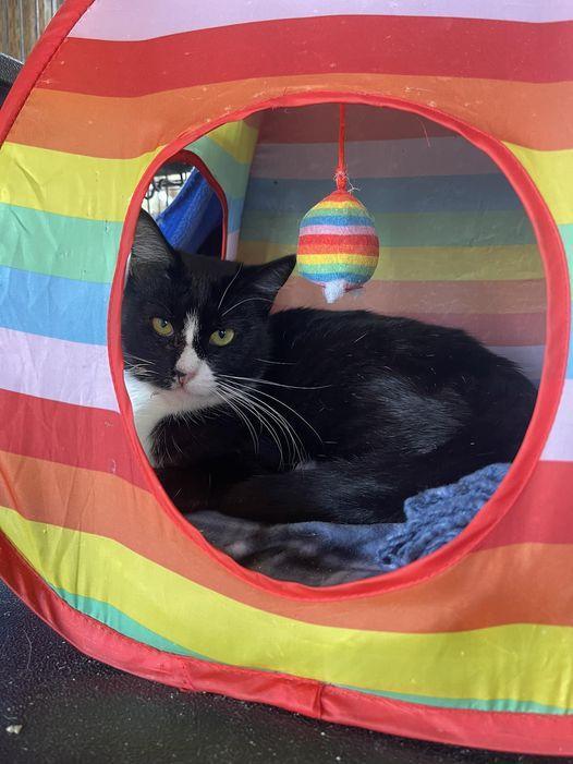 Enlarge Midnight, a Adoptable Domestic Short Hair in Visalia, CA image 1/1