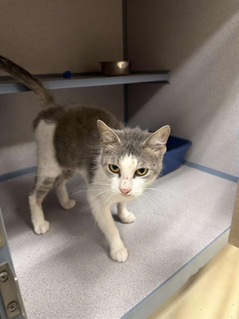 Enlarge ADRIANNE, a Adoptable Domestic Short Hair in Aliquippa, PA image 1/1