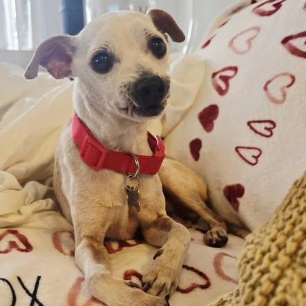 Enlarge Chance - FOSTER/FOSTER TO ADOPT, a Adoptable Chihuahua in Miami, FL image 4/5