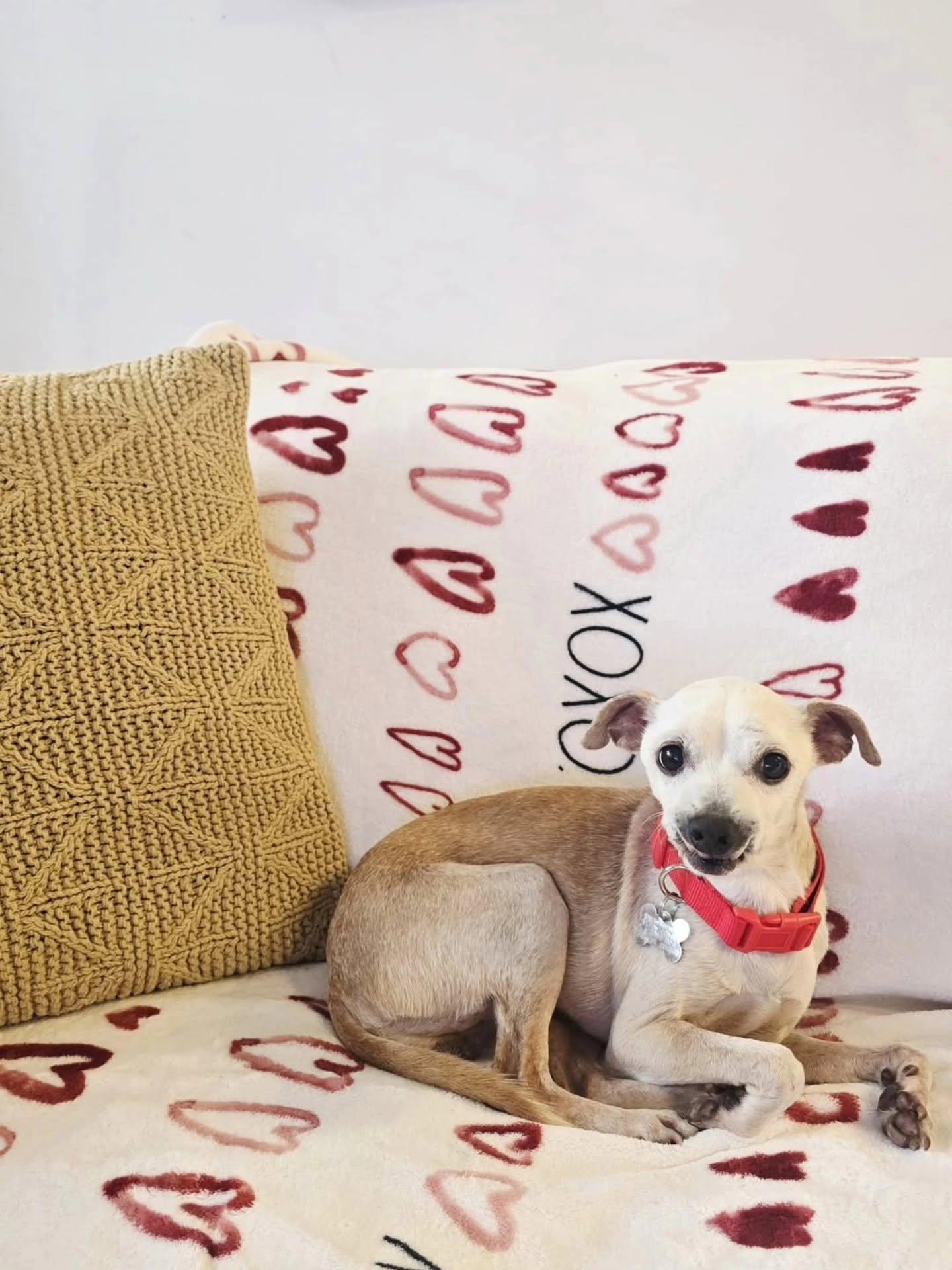 Enlarge Chance - FOSTER/FOSTER TO ADOPT, a Adoptable Chihuahua in Miami, FL image 3/5