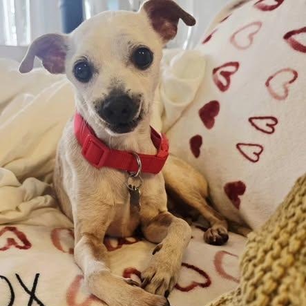 Enlarge Chance - FOSTER/FOSTER TO ADOPT, a Adoptable Chihuahua in Miami, FL image 1/5