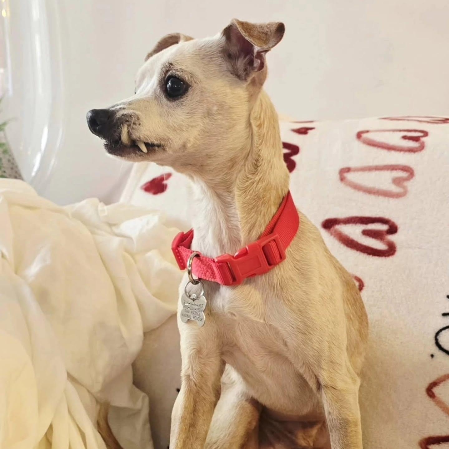 Enlarge Chance - FOSTER/FOSTER TO ADOPT, a Adoptable Chihuahua in Miami, FL image 2/5
