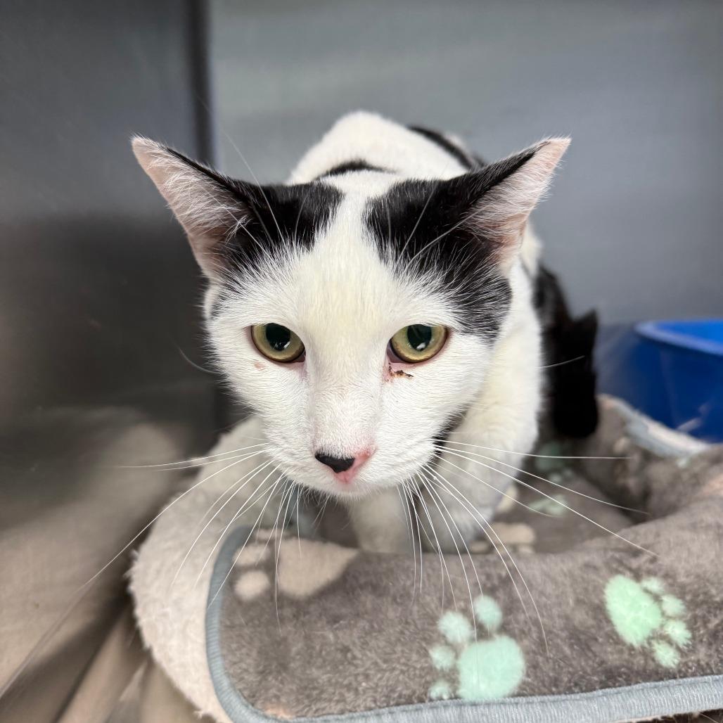 Benji, Adoptable, Adult Male Domestic Short Hair.