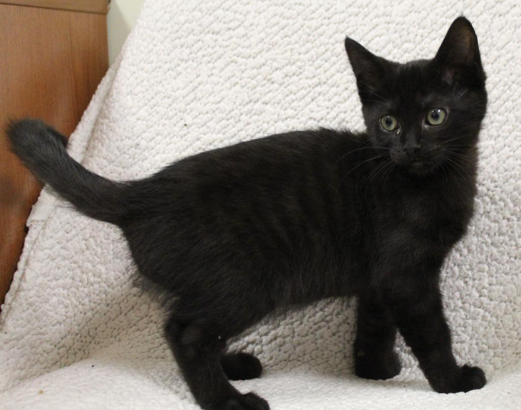 Enlarge Marisol, a Adoptable mixed breed in Fremont, OH image 1/2