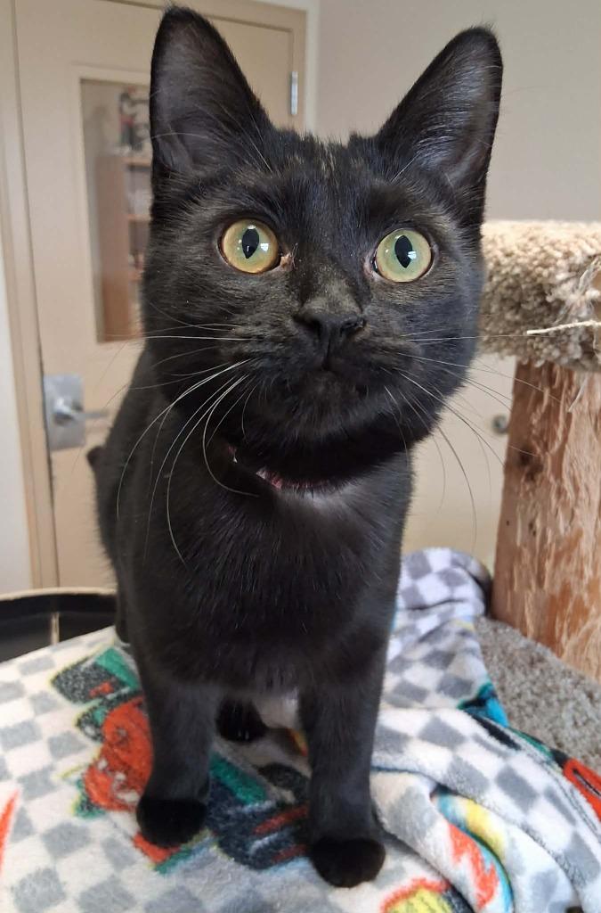Enlarge Marisol, a Adoptable mixed breed in Fremont, OH image 2/2