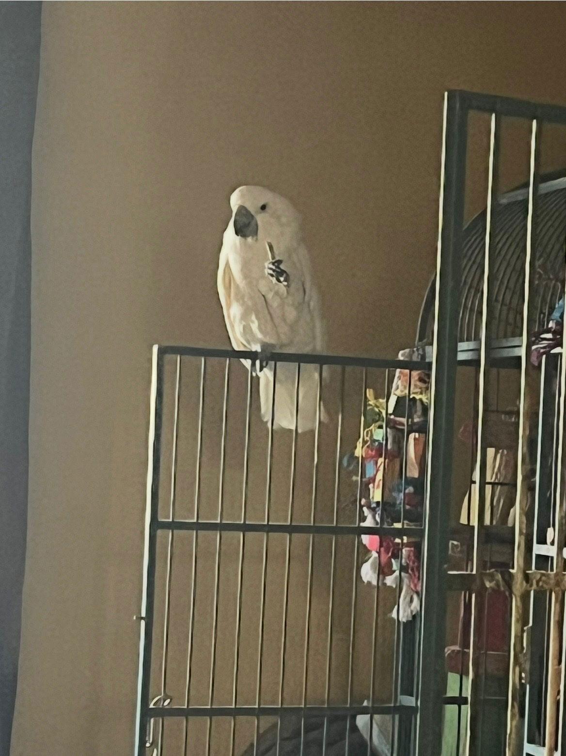 Norman, Adoptable, Adult Male Cockatoo.
