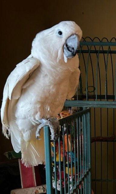 Enlarge Norman, a Adoptable Cockatoo in Belford, NJ image 2/3