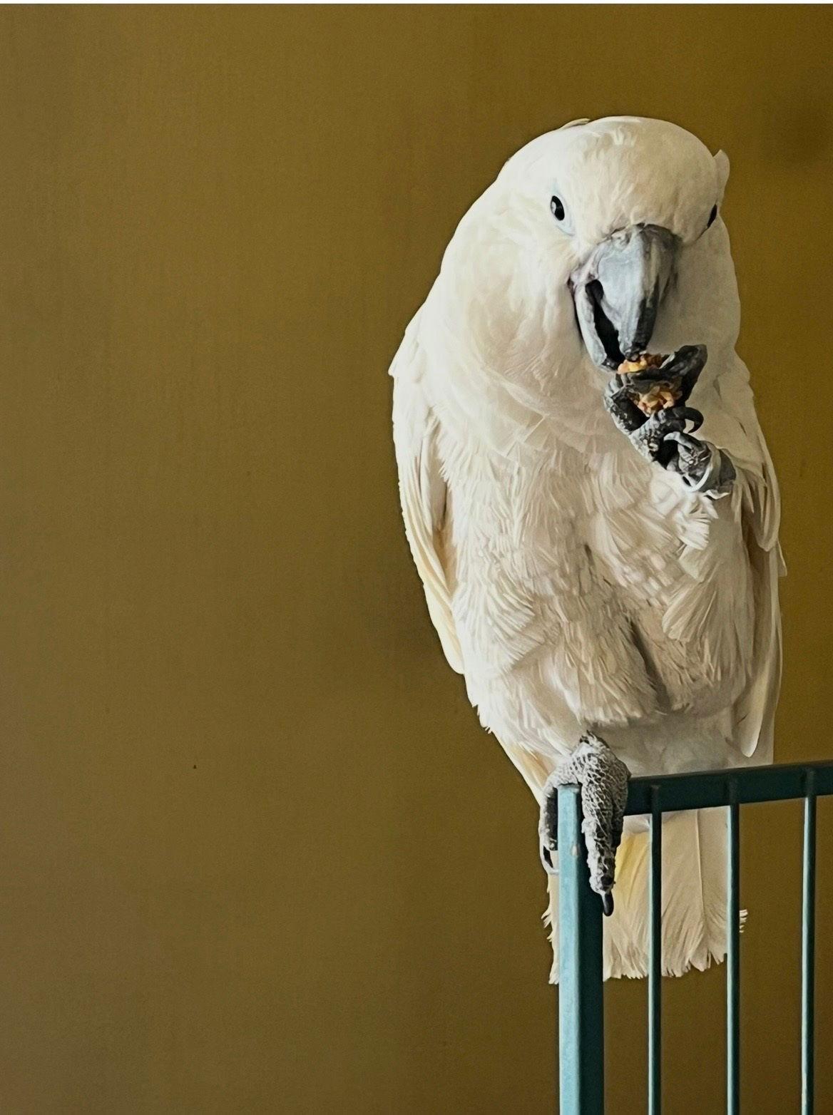 Enlarge Norman, a Adoptable Cockatoo in Belford, NJ image 3/3