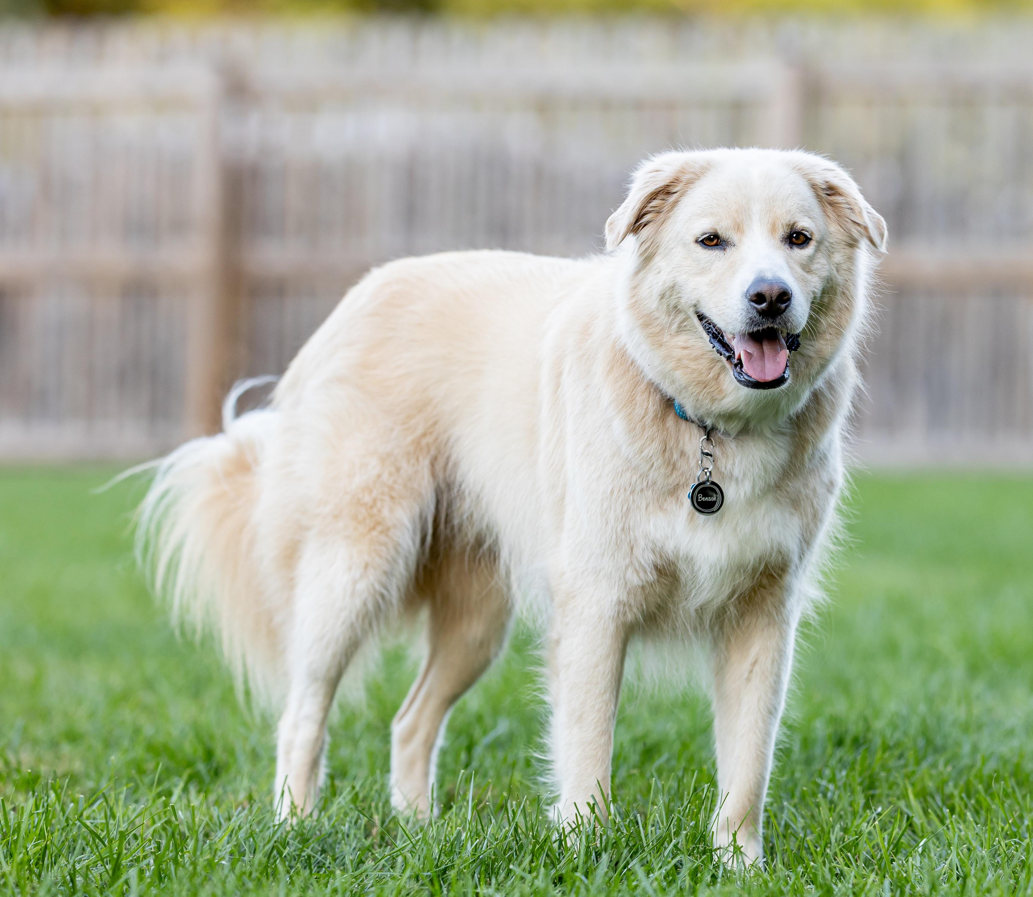 Enlarge Benson, a Adoptable mixed breed in Street, MD image 3/6