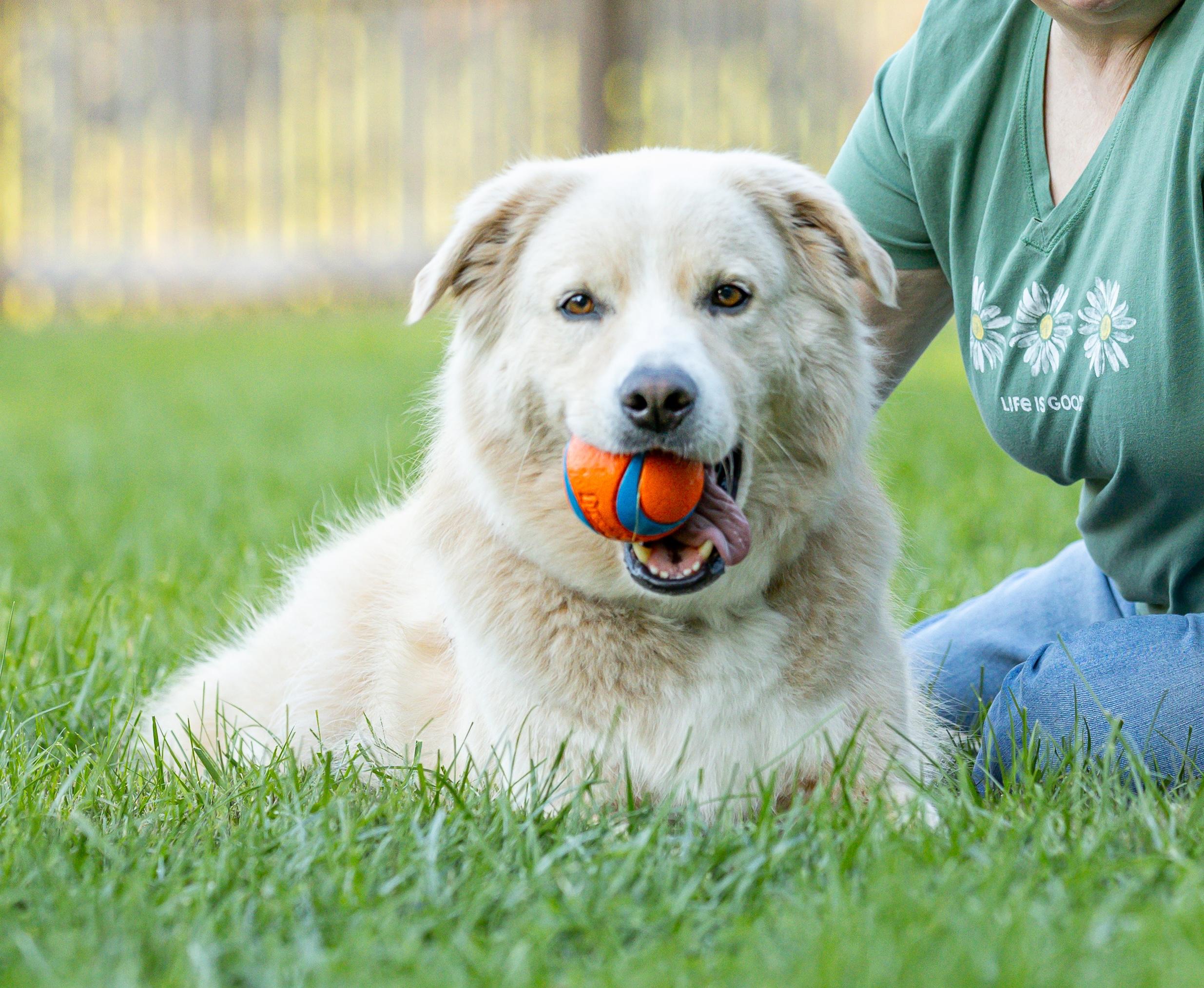 Enlarge Benson, a Adoptable mixed breed in Street, MD image 6/6