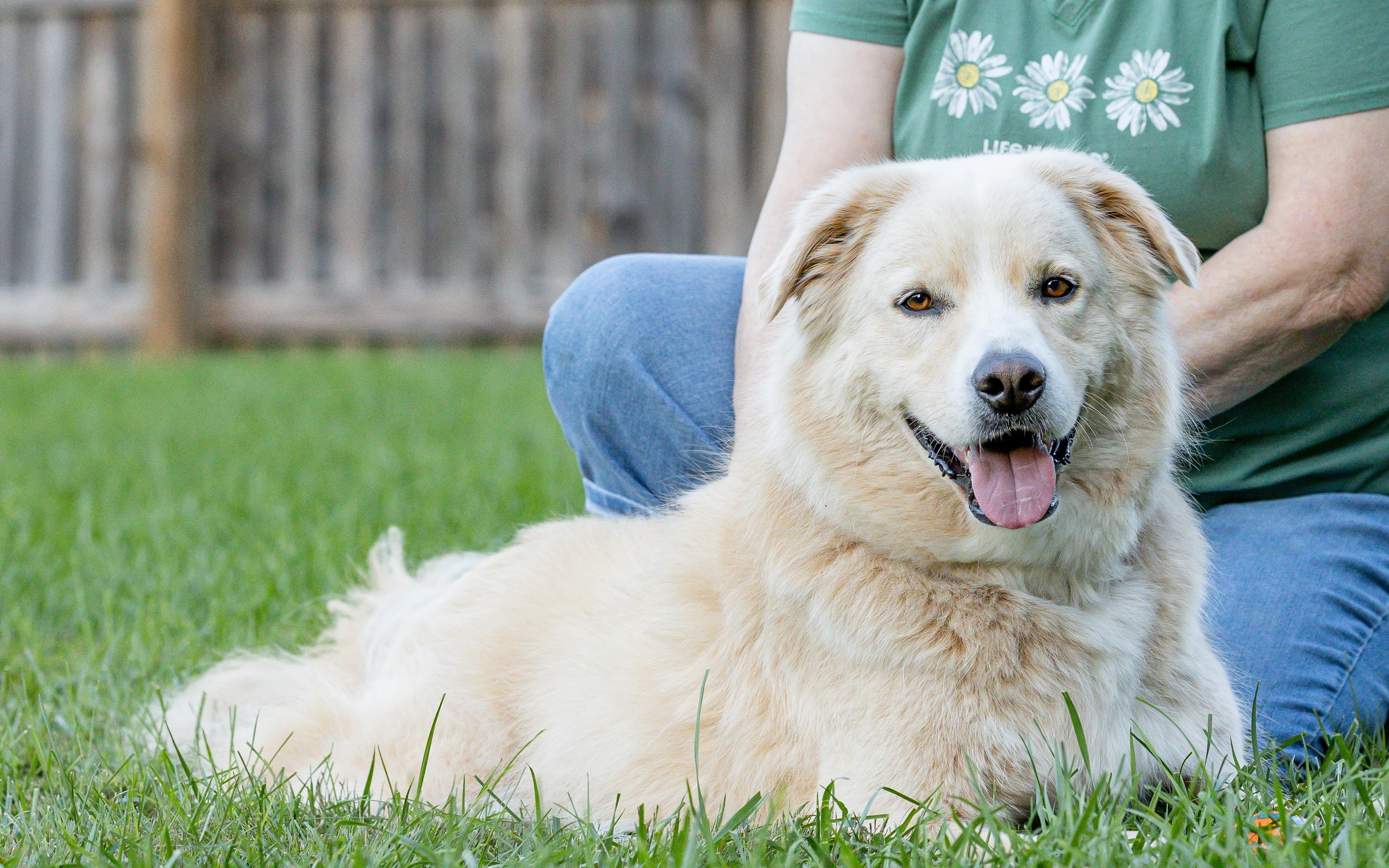 Enlarge Benson, a Adoptable mixed breed in Street, MD image 4/6