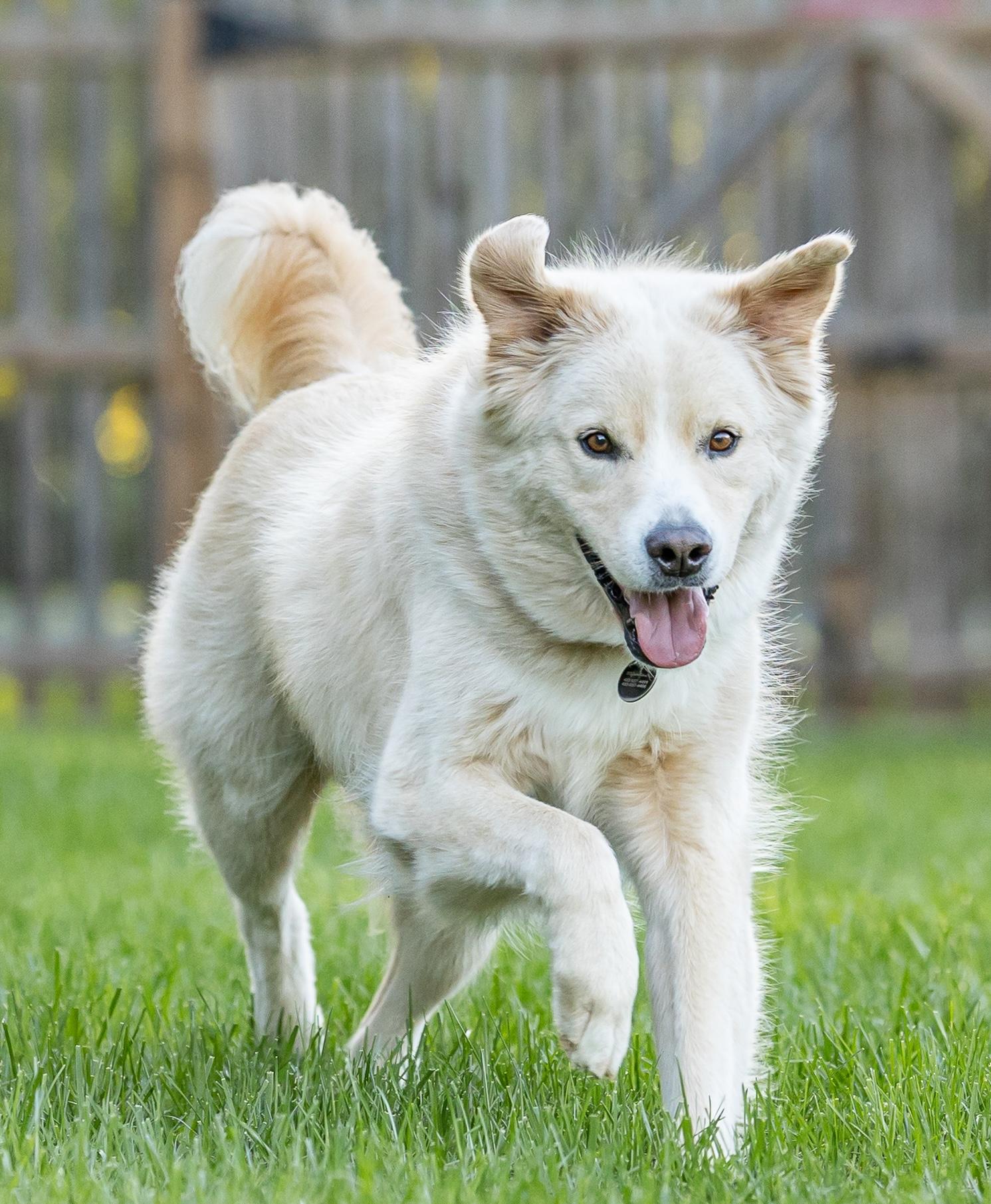 Enlarge Benson, a Adoptable mixed breed in Street, MD image 5/6