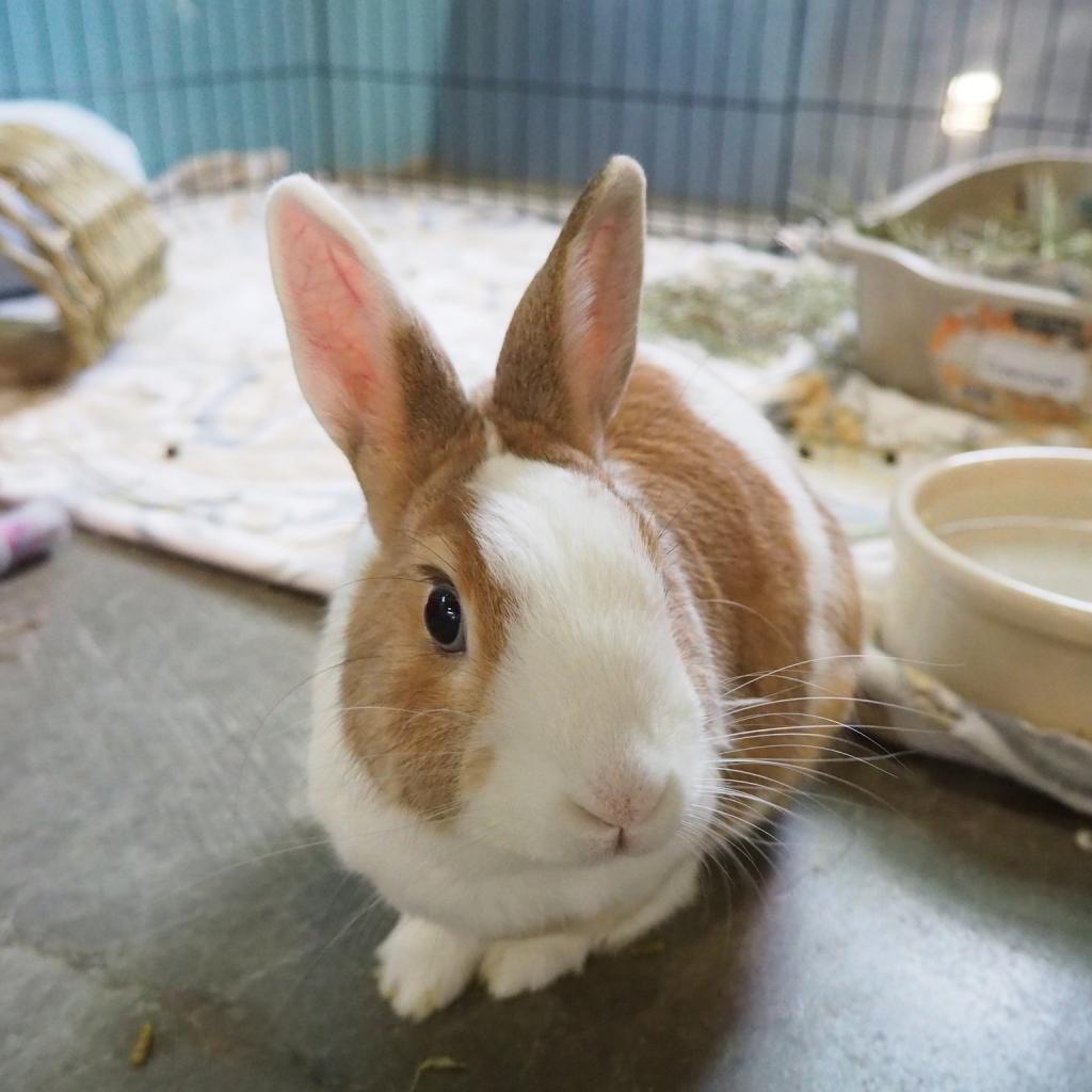 Enlarge Cinnamon (bonded to Biscuit), a Adoptable mixed breed in San Diego, CA image 1/6