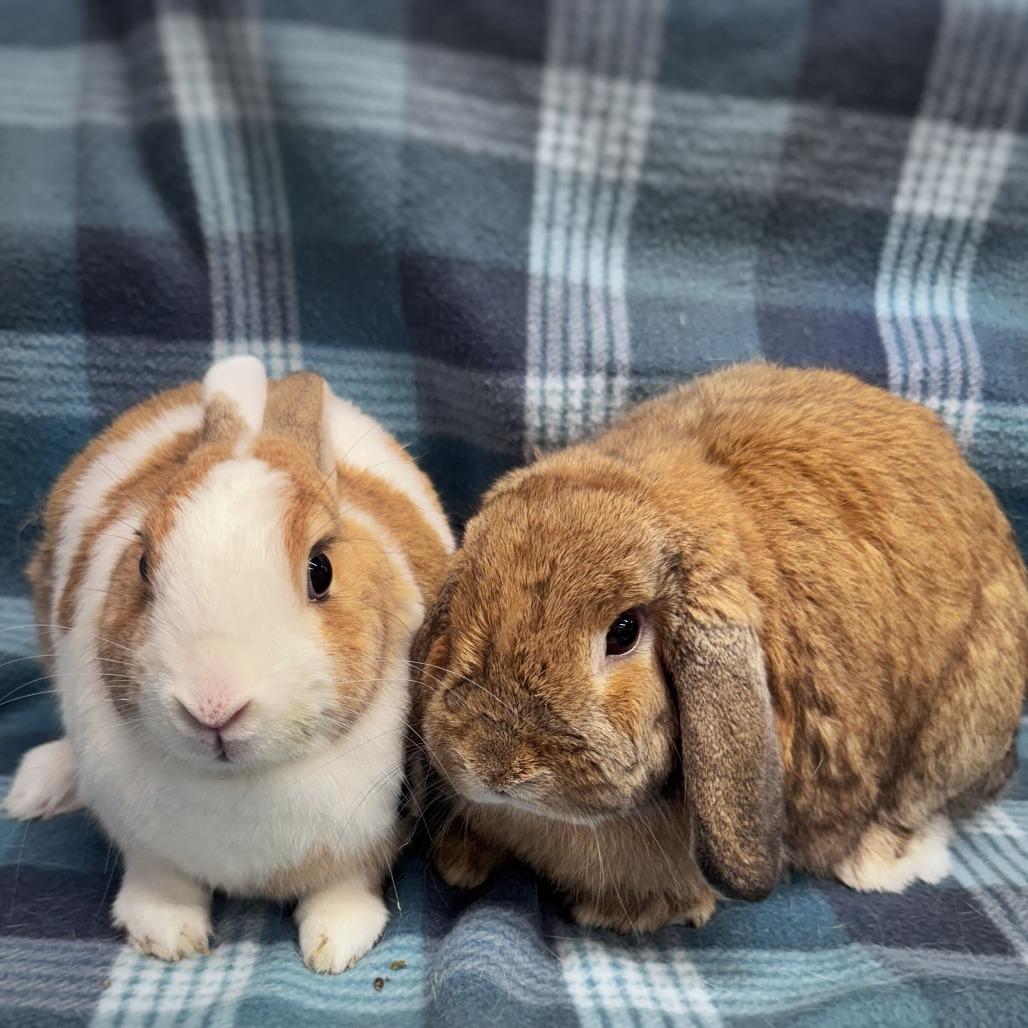 Enlarge Cinnamon (bonded to Biscuit), a Adoptable mixed breed in San Diego, CA image 2/6